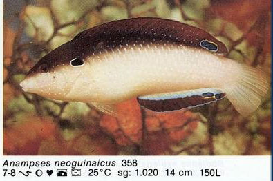 Anampses neoguinaicus